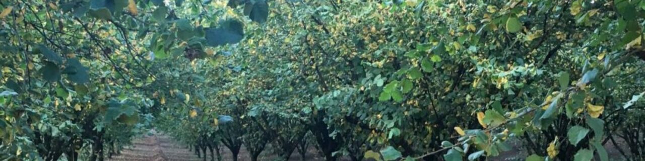 Proizvodnja lešnika – voćnjak koji vredi čekati